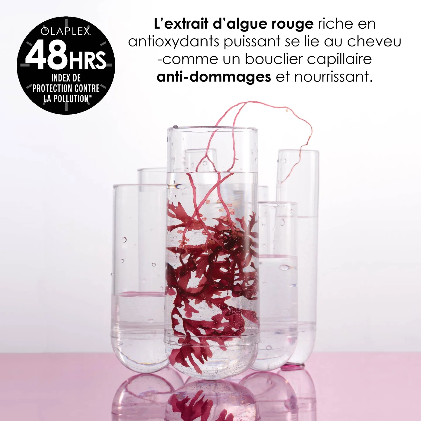 679No.9-OLAPLEX-RedAlgae_French_RedAlgae_2000x2000_af937210-6be8-4ab4-98b8-710b76f8557f_1440x